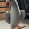 baby parakeets for sale near me