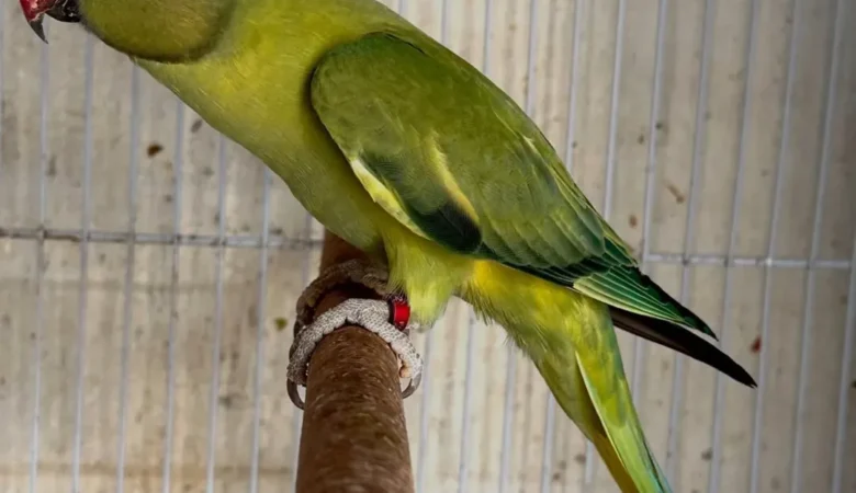 Parakeet birds for sale in Pennsylvania