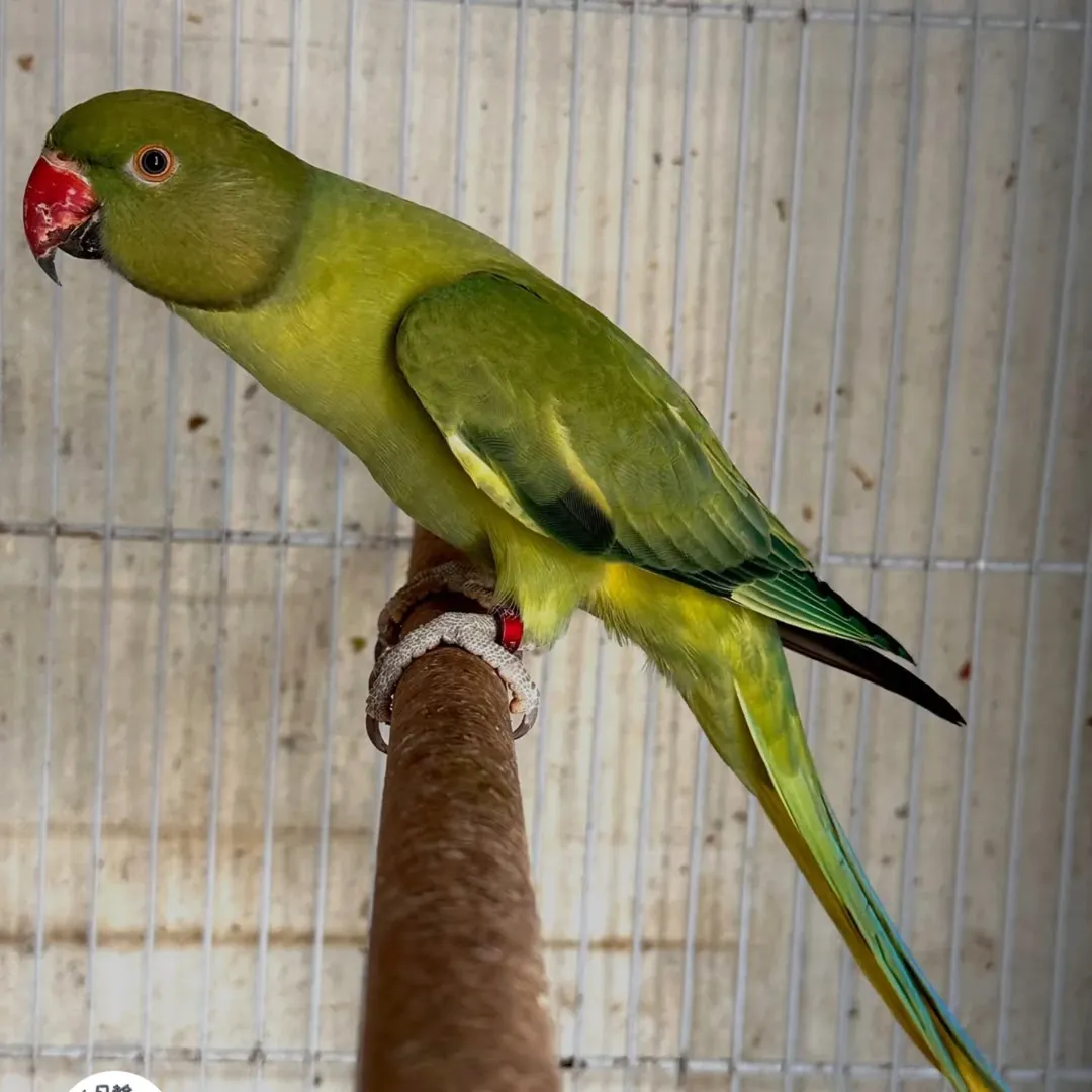 Parakeet birds for sale in Pennsylvania