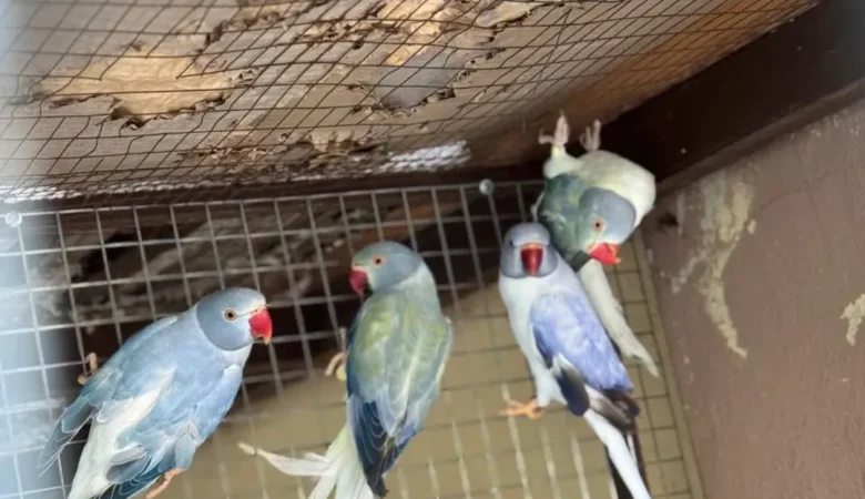 Parakeet parrots in Netherlands