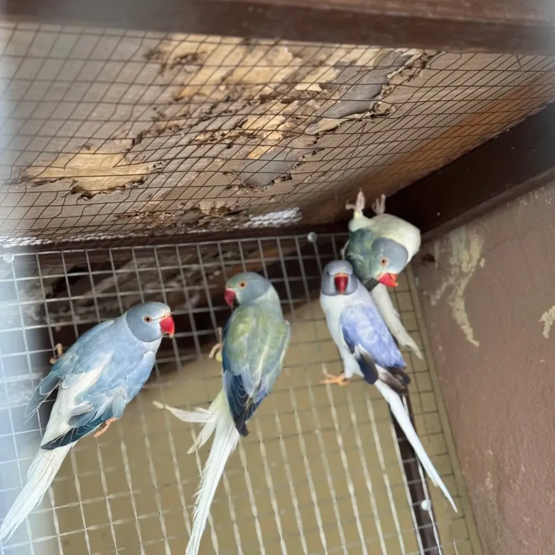 Parakeet parrots in Netherlands