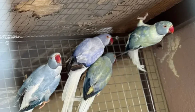Parakeet birds for sale in New Mexico