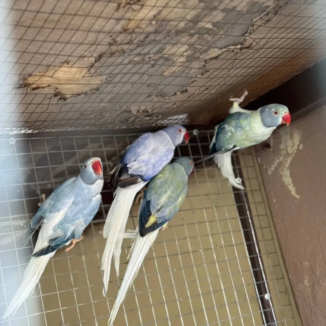 Parakeet birds in New Mexico