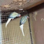 What is the most important question to ask parakeet breeders in Arkansas before buying?