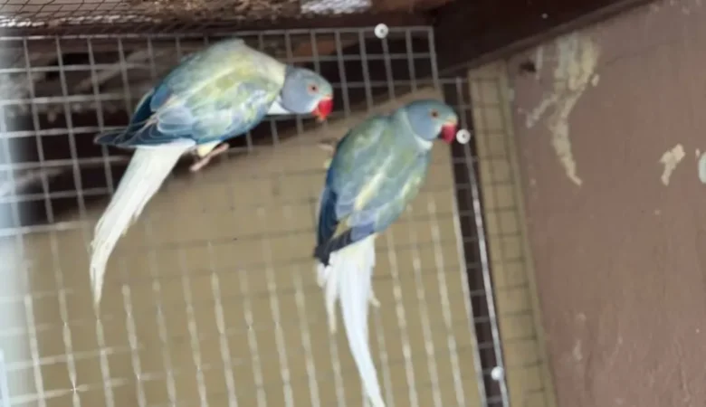 Parakeet parrots in Mexico