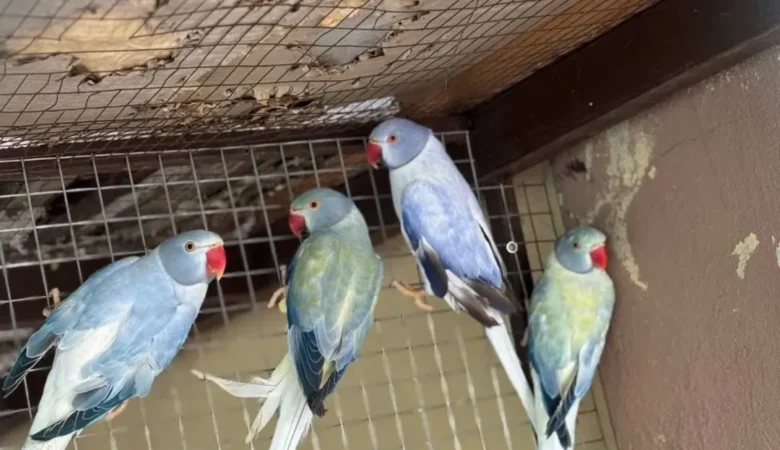 Parakeet parrots for sale in Norway
