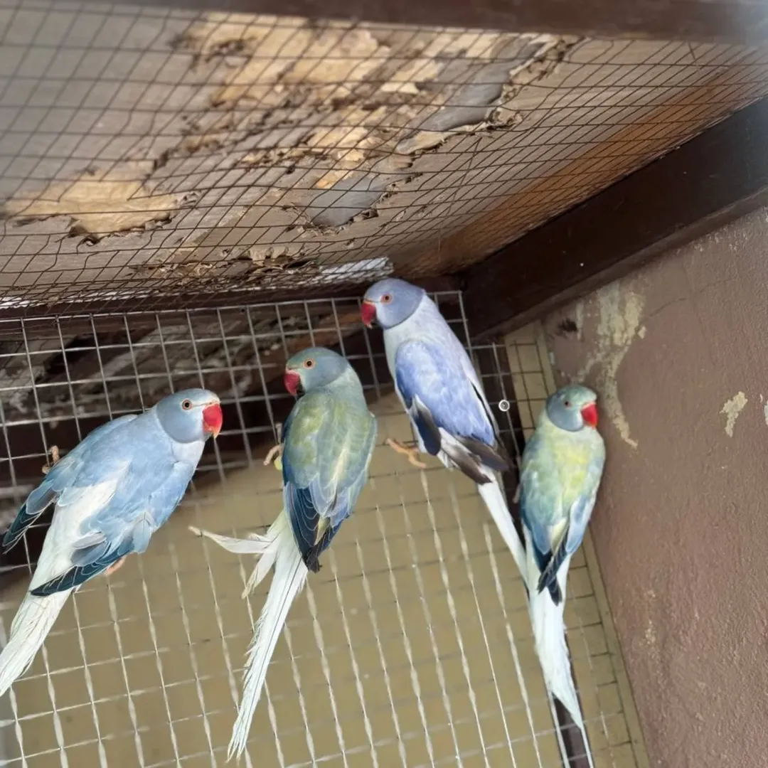 Parakeet birds for sale in Australia