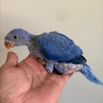How can I tell if a bird from parakeet breeders in Alabama is healthy?