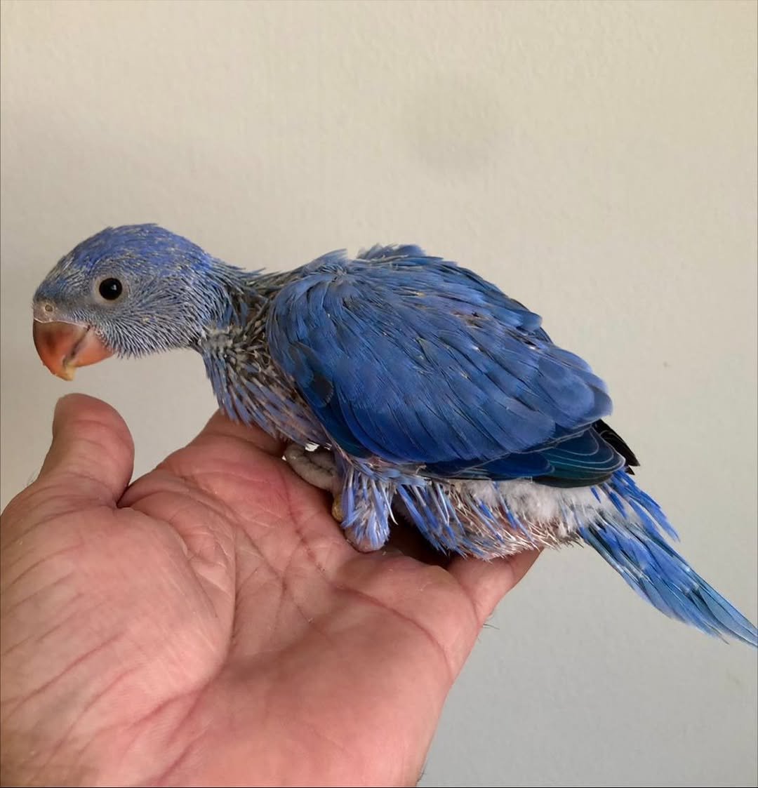 Parakeet parrots for sale in Sweden