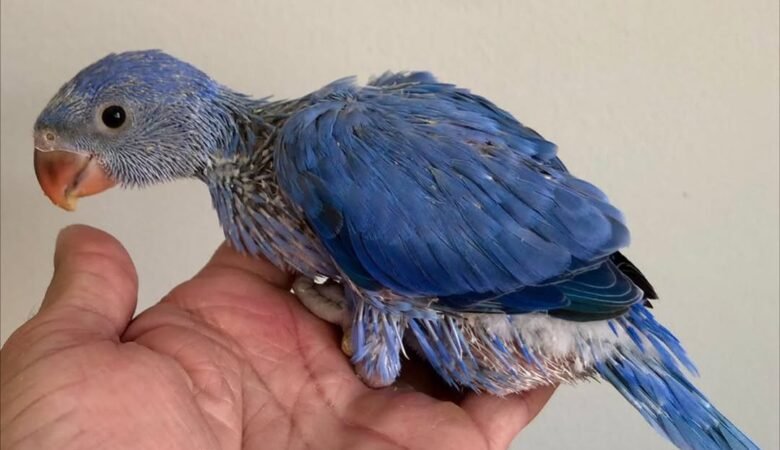Parakeet birds for sale in North Dakota
