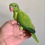 How do I know if I have found one of the best parakeet breeders in Alaska?