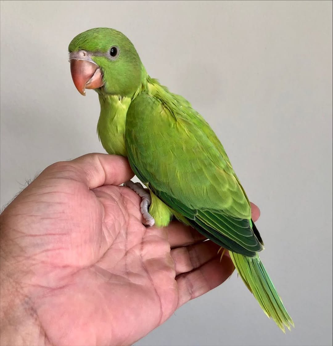 Parakeet parrots in Germany