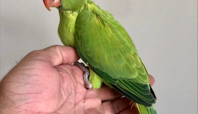 Parakeet birds in Ohio