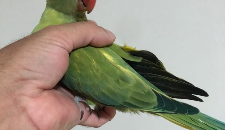 Parakeet parrots for sale in Canada