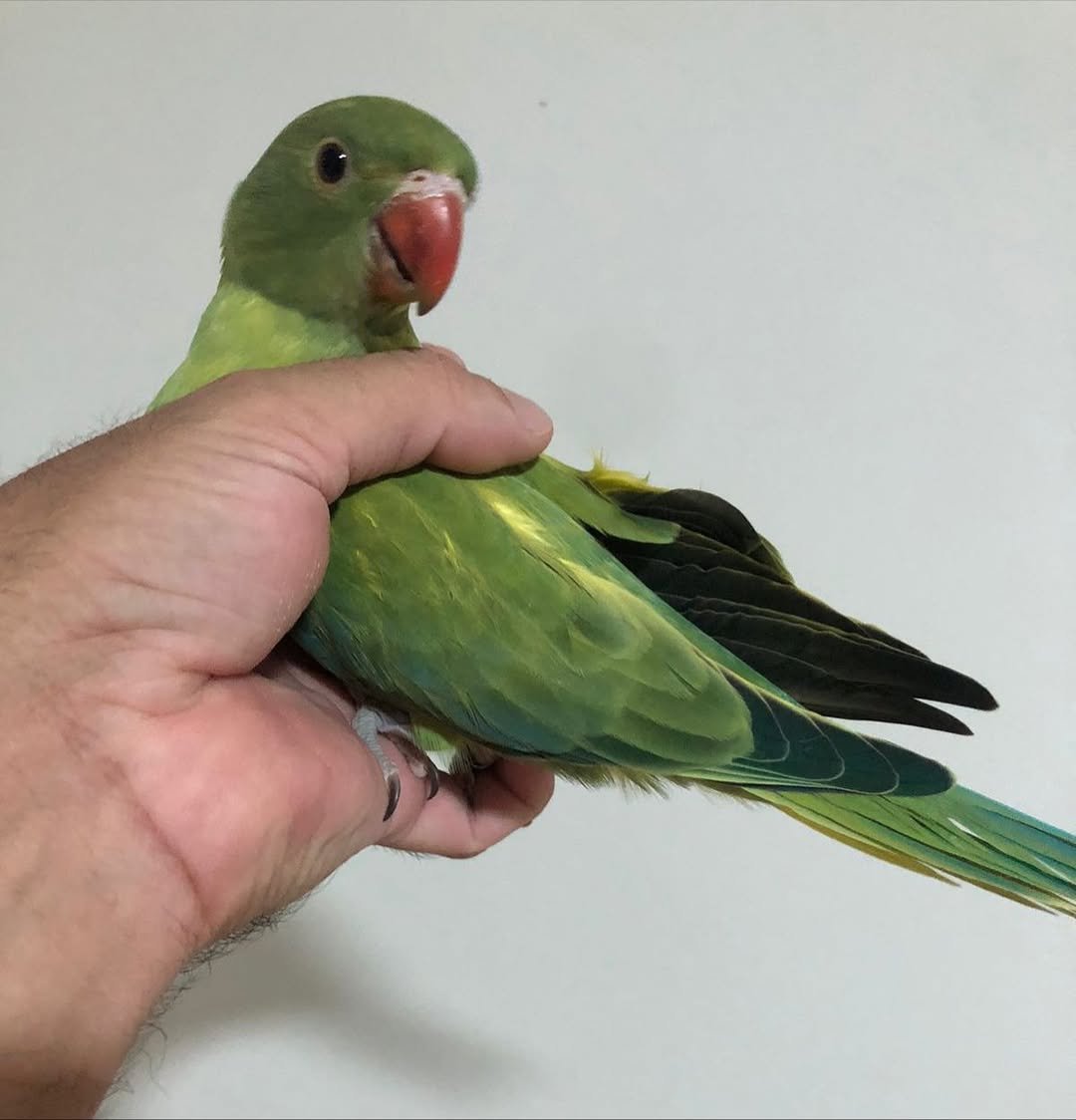 Parakeet birds for sale in Puerto Rico