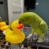 Cheap parakeets for sale