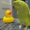 Cheap parakeets for sale