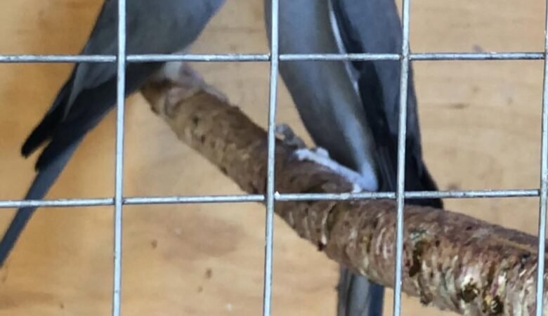 Parakeet parrots for sale in United Kingdom