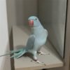 parakeet birds for sale