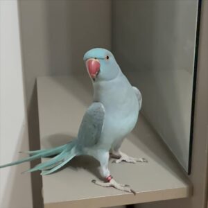 parakeet birds for sale