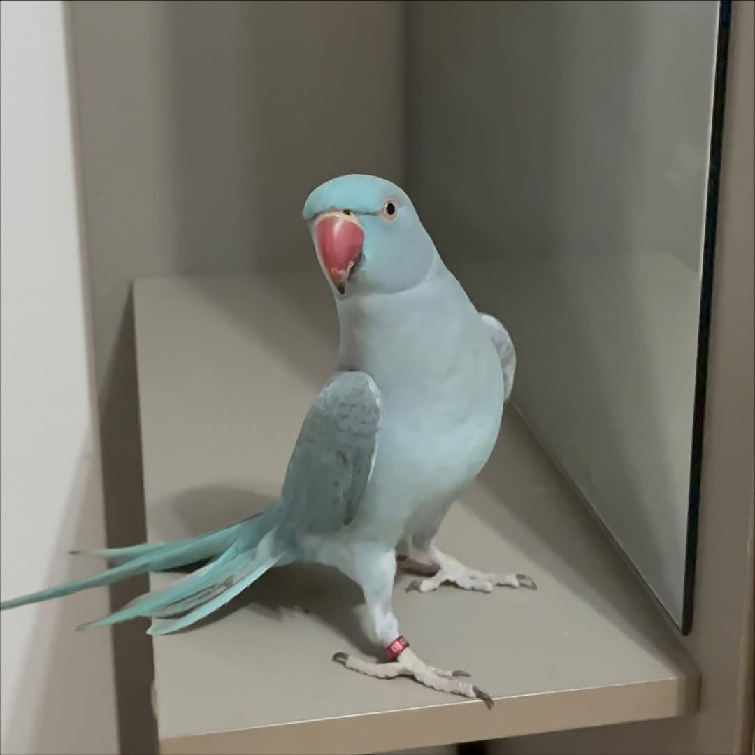 parakeet birds for sale