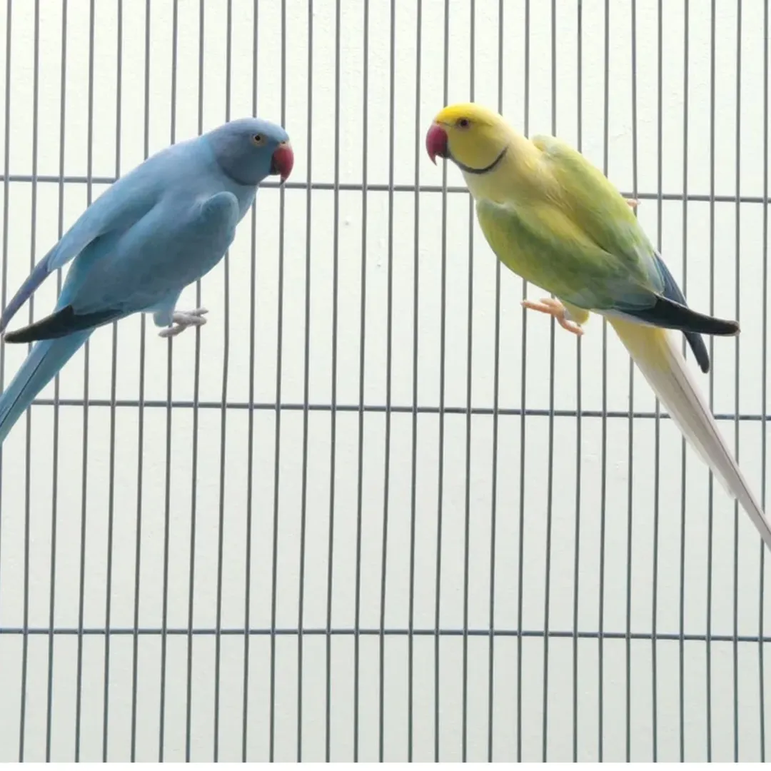 Parakeets in Sweden