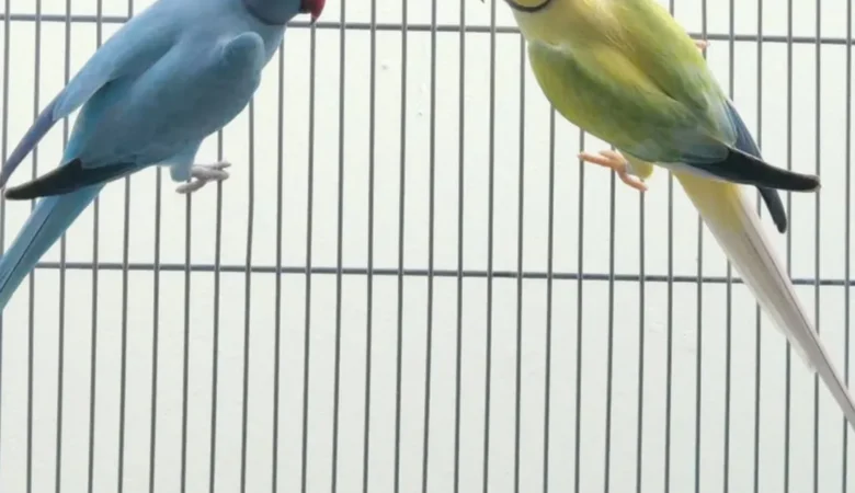 Parakeet parrots for sale in Ireland