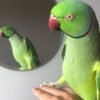 Cheap parakeets for sale near me