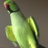 Cheap parakeets for sale near me