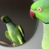 Cheap parakeets for sale near me