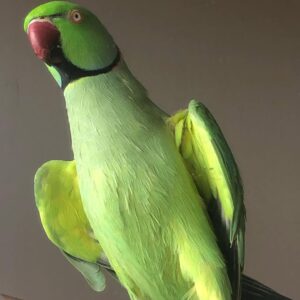 Cheap parakeets for sale near me