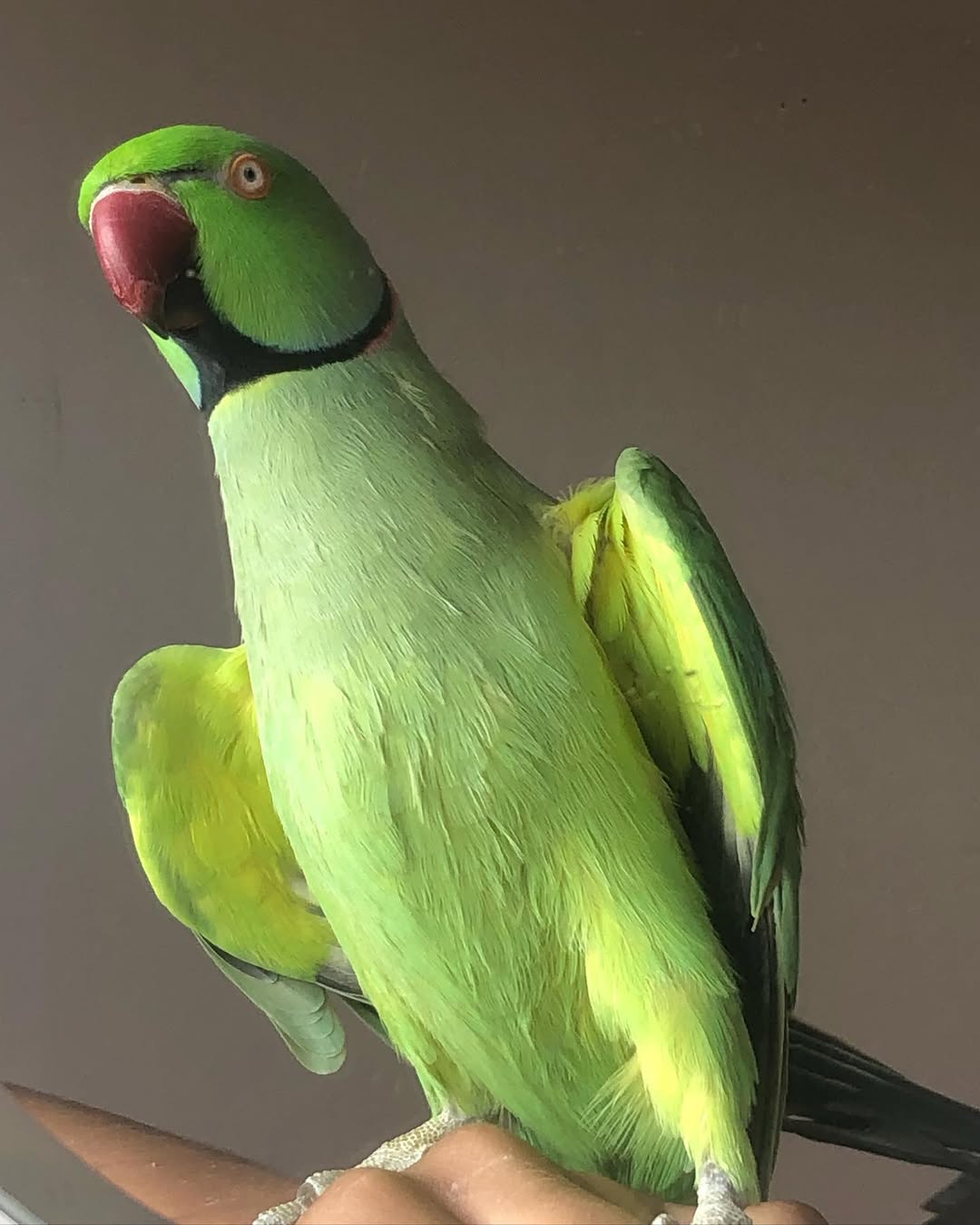 Cheap parakeets for sale near me