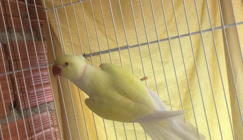 Parakeets in Netherlands