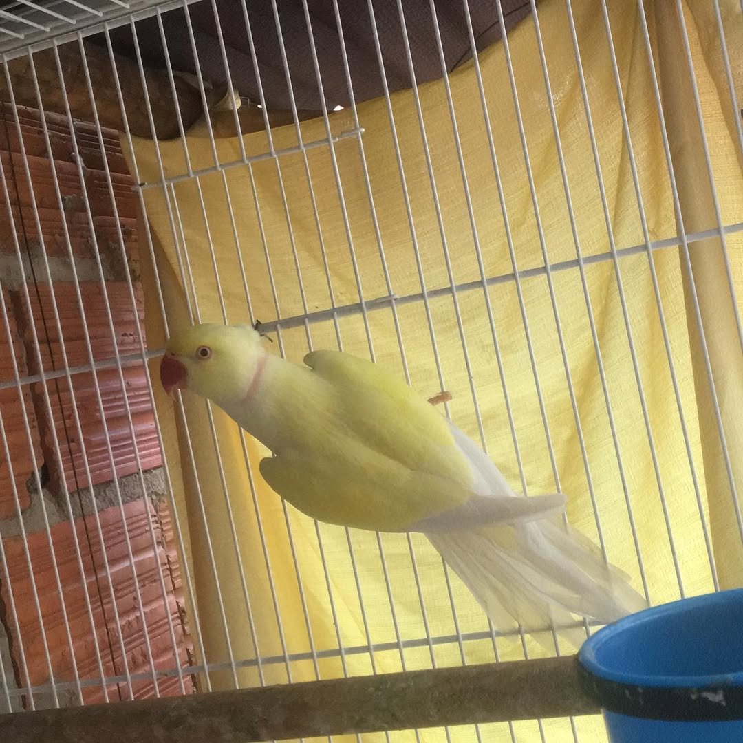 Parakeets in Netherlands