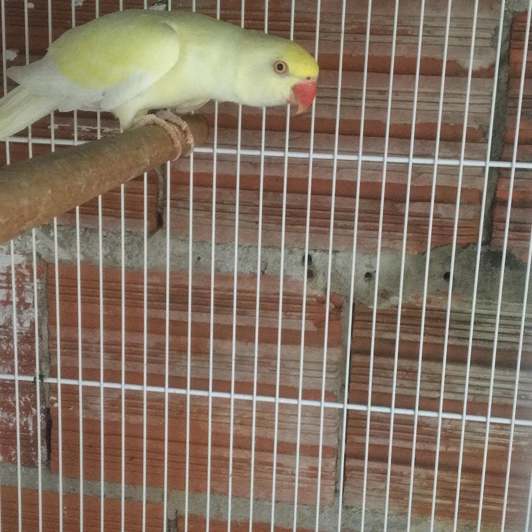 Parakeet parrots for sale in France