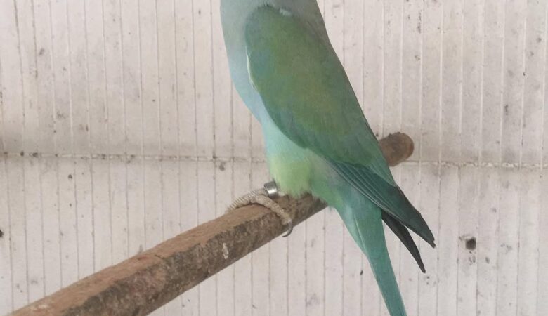 Parakeets in Mexico