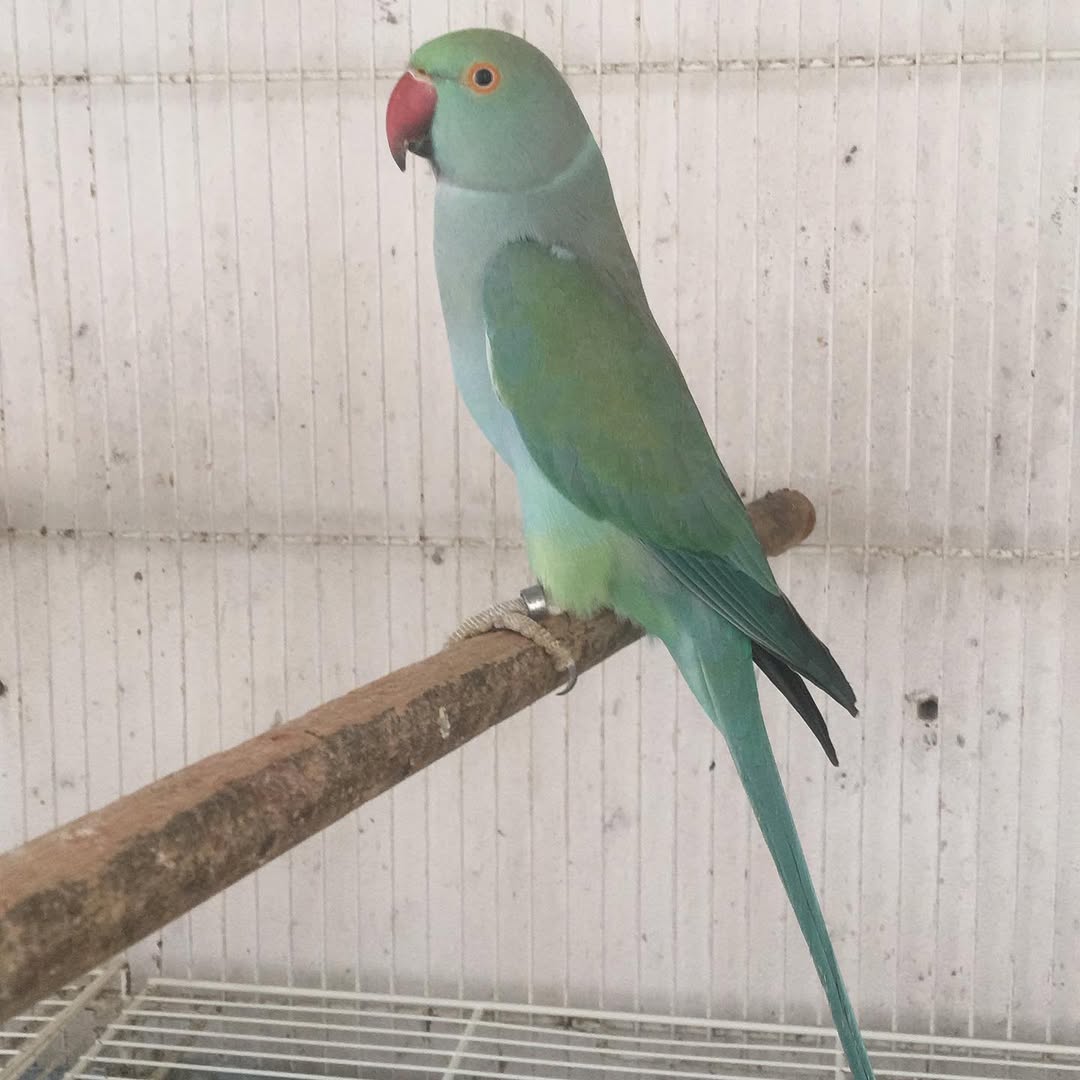 Parakeets in Mexico