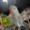 baby parakeets for sale near me
