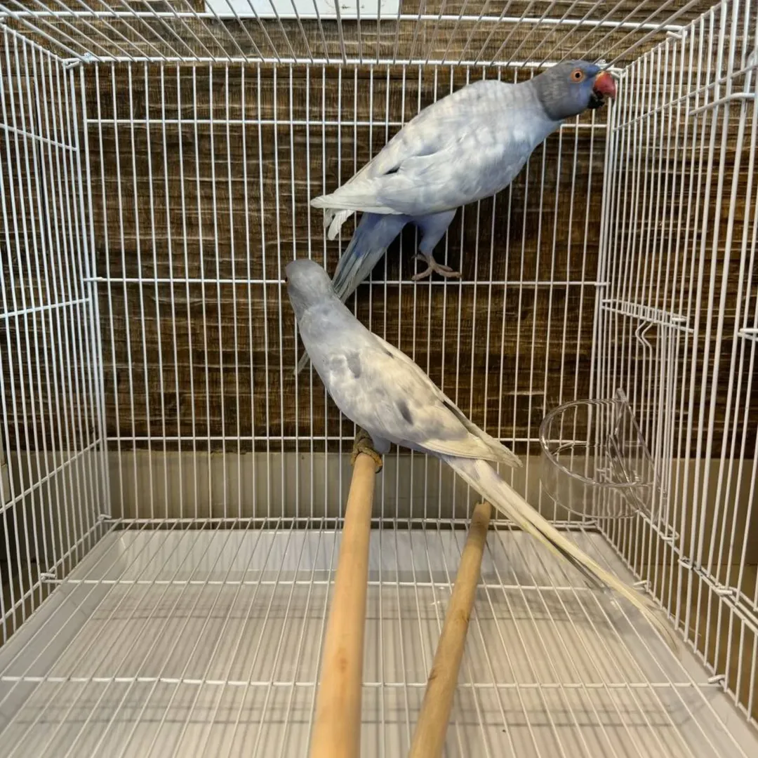 Parakeets in United Kingdom