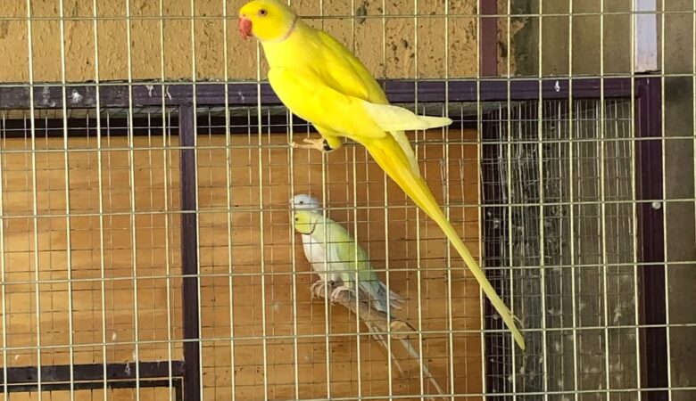 Parakeets in Germany
