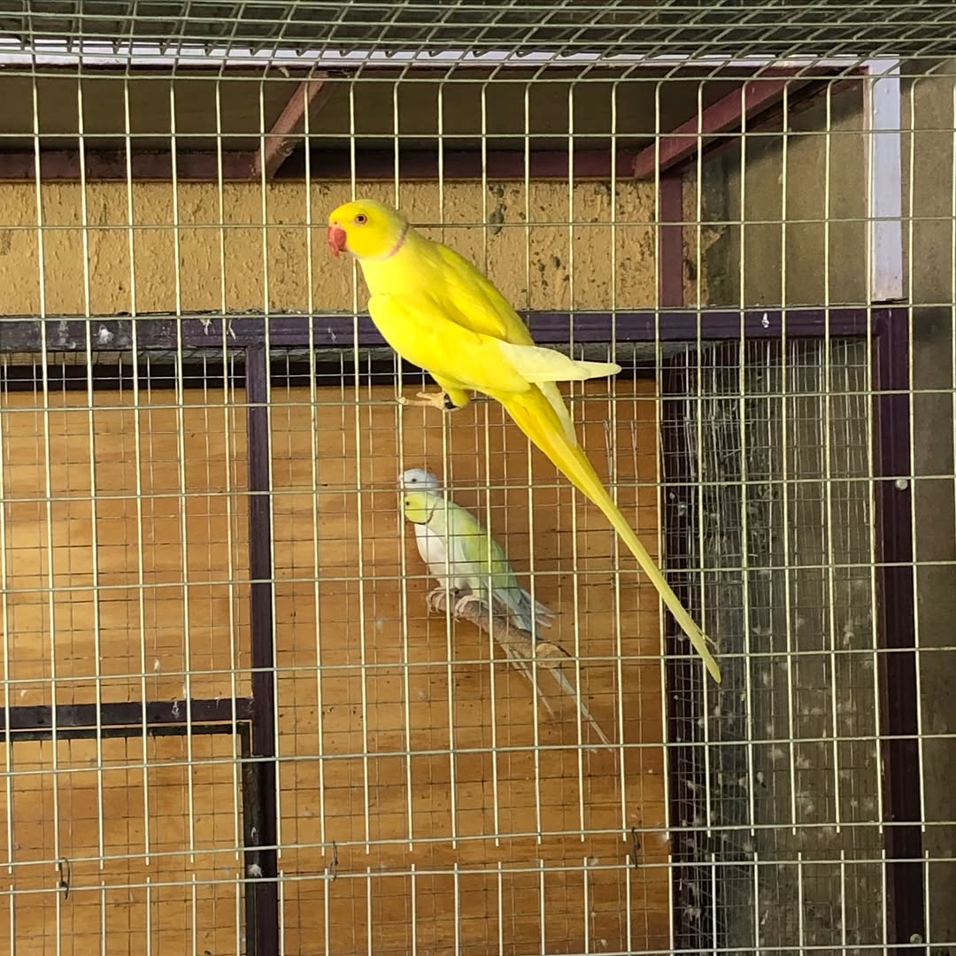 Parakeets in Germany