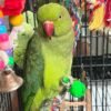 Cheap parakeets for sale