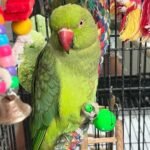 Cheap parakeets for sale