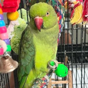 Cheap parakeets for sale