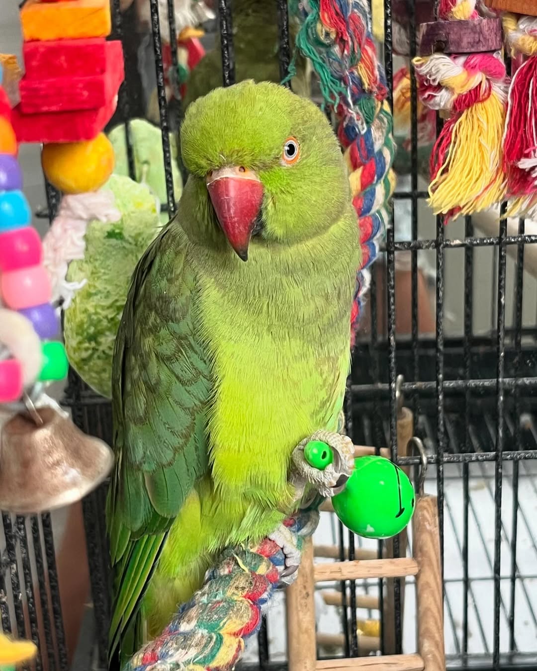 Cheap parakeets for sale