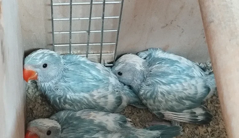 Parakeets for sale in Minnesota