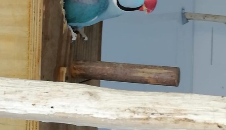 Parakeets in France