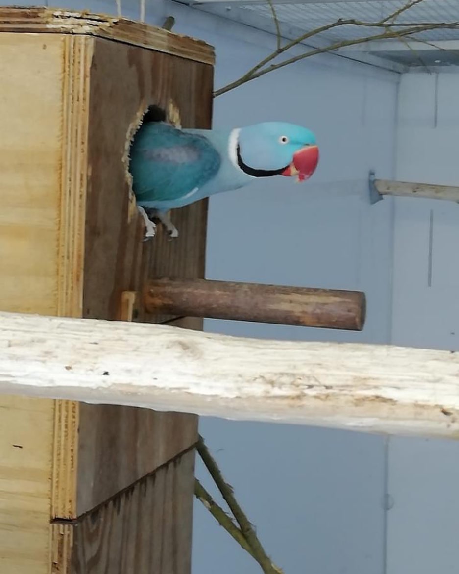 Parakeets in France