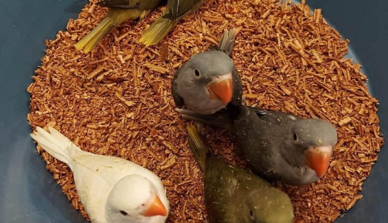 Parakeets for sale in Netherlands