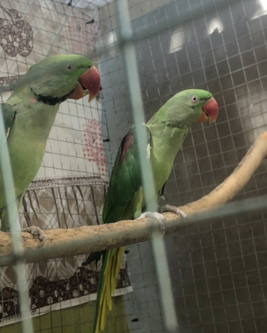 Parakeet birds in West Virginia